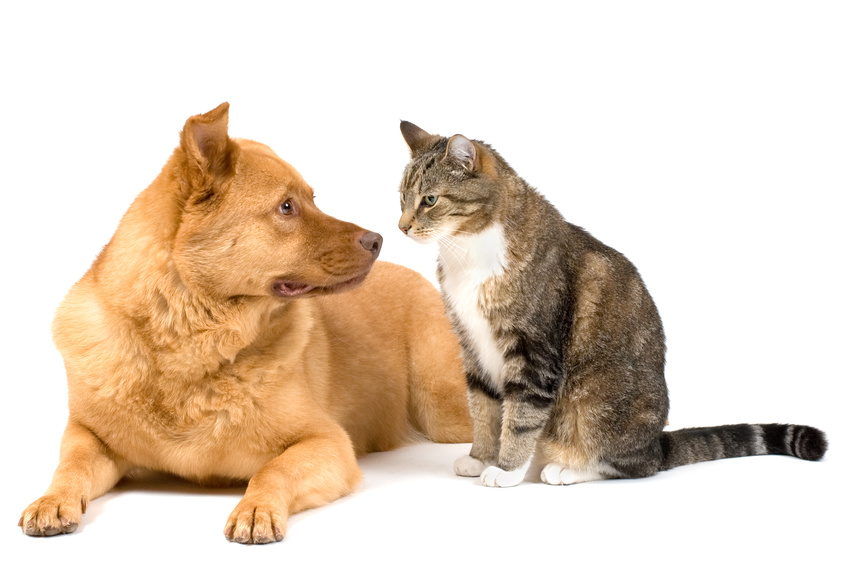 Animaux en location saisonnière, ce que dit la loi