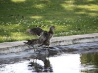 Canard mandarin