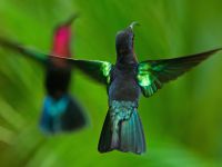 Colibris Madère au jardin des colibris